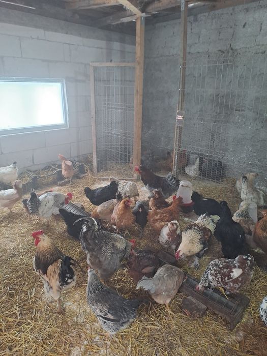 Vând oua pentru incubat