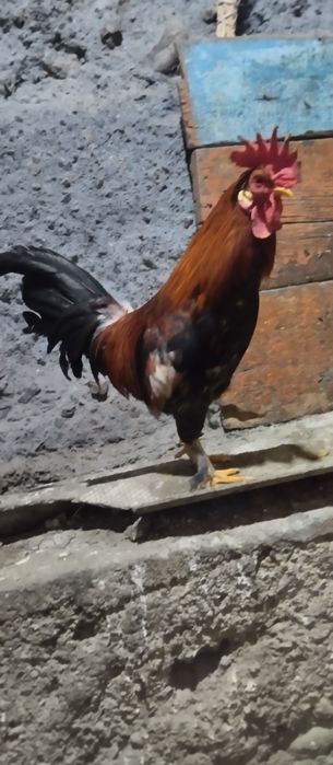 Продам карликовых курей