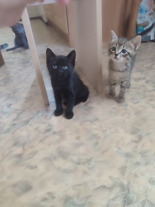 Котята из шотландцев