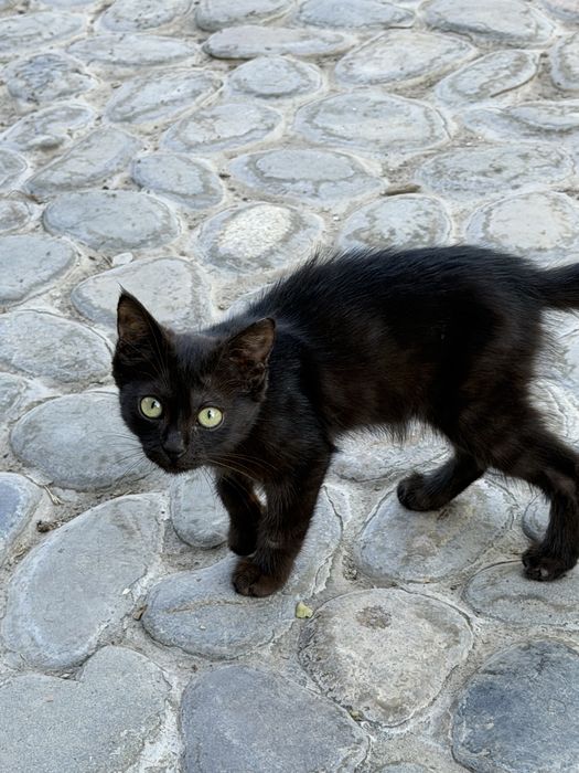 Котята черные в добрые руки