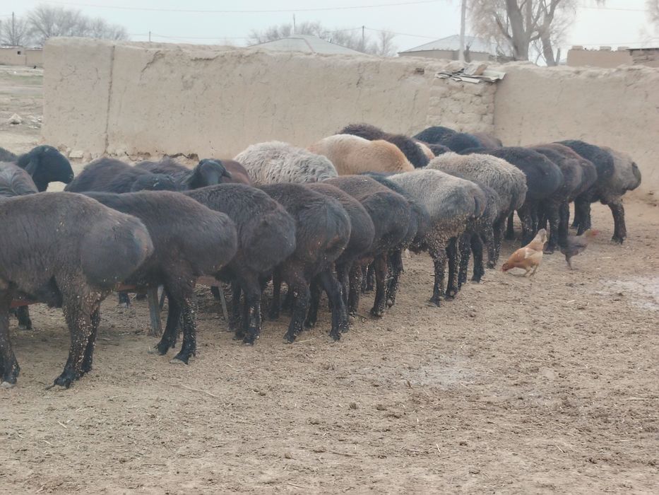 Qo'zi qochqorlar sotiladi