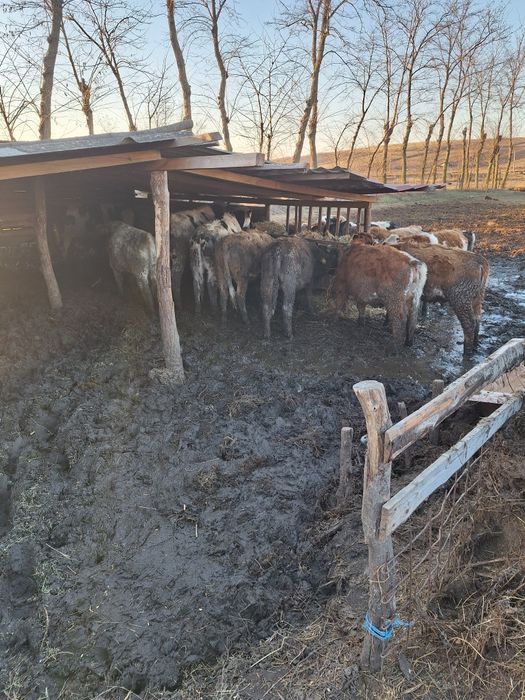 Vitei 300.350kg de vănzare