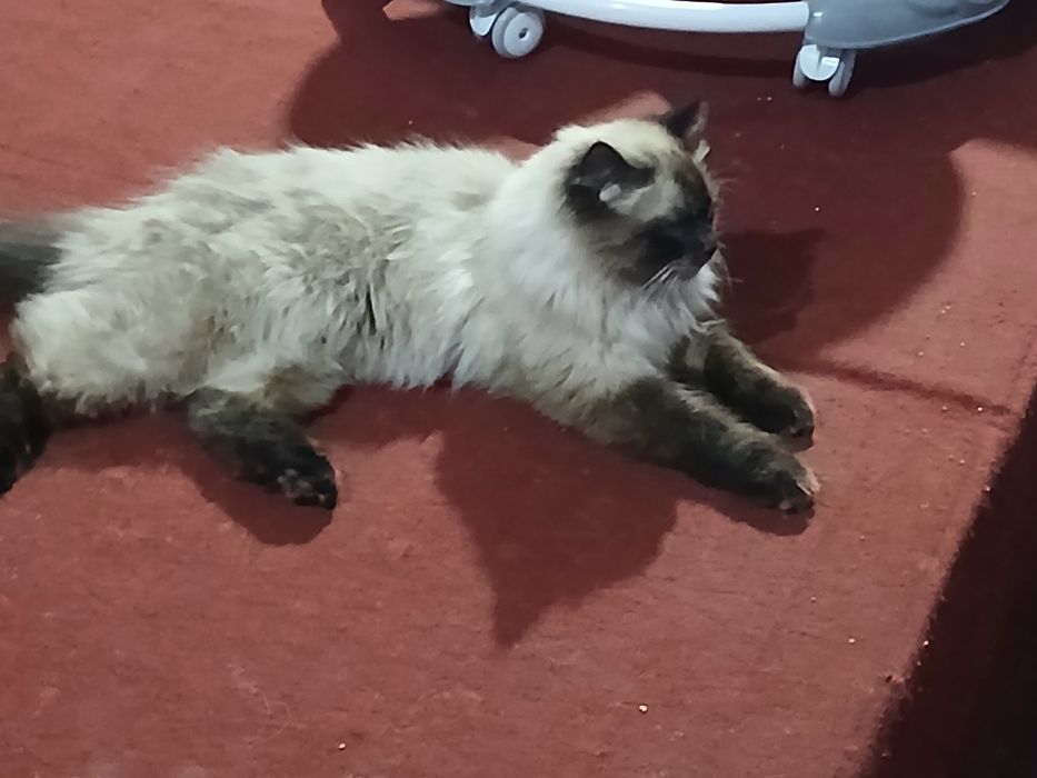 Siyamiskiy mushuk sotiladi