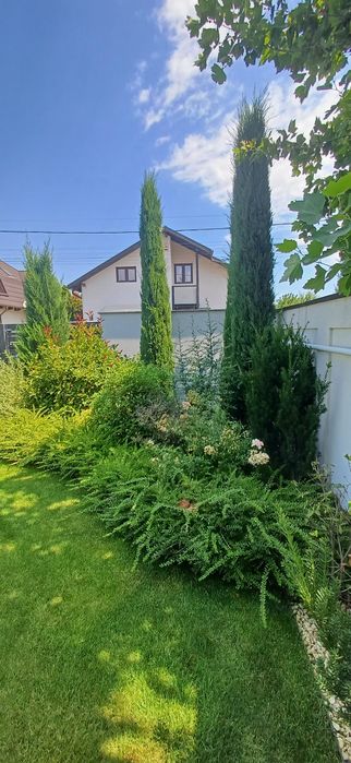 Plante leylandii si multe altele