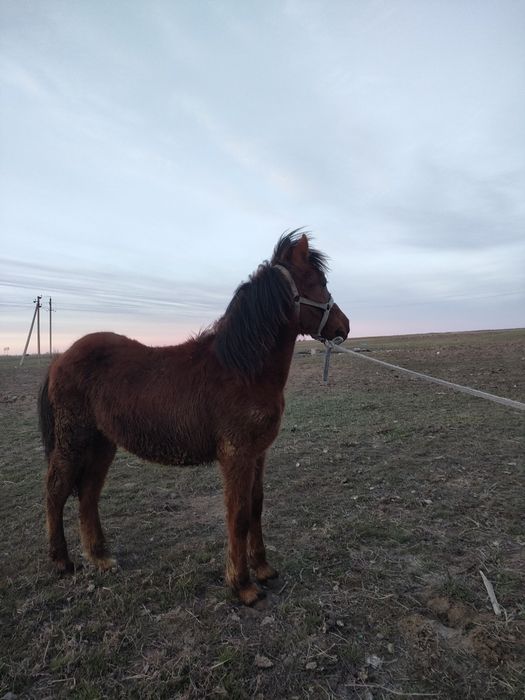 Продам жеребчика тай