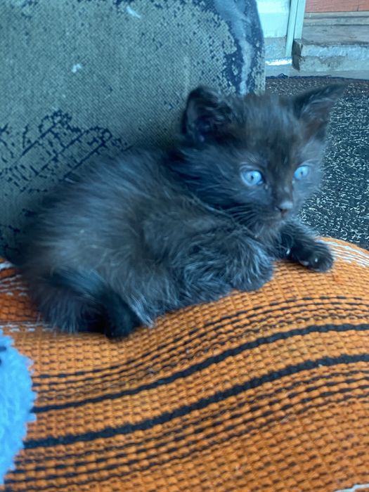 котята игривые пушистики