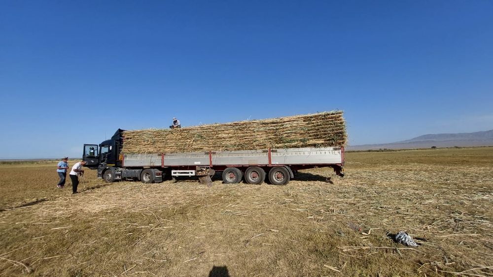 қамыс камыш маты.утеплитель