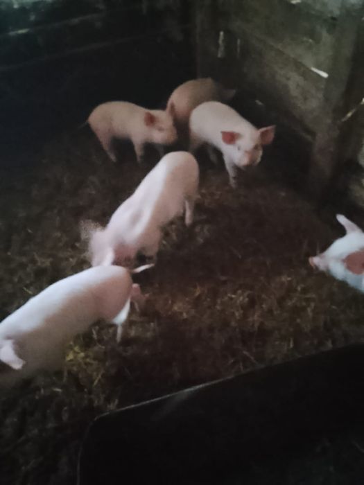 Продам поросят месячных