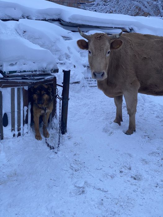 Продам корову и телят
