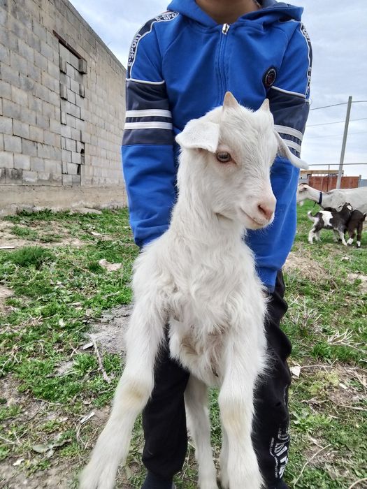 Лақтар 10мың нан сатылады
