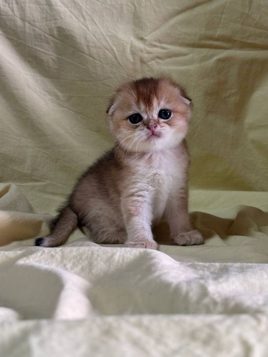 Мальчик скотиш фолд 13.04.26г.