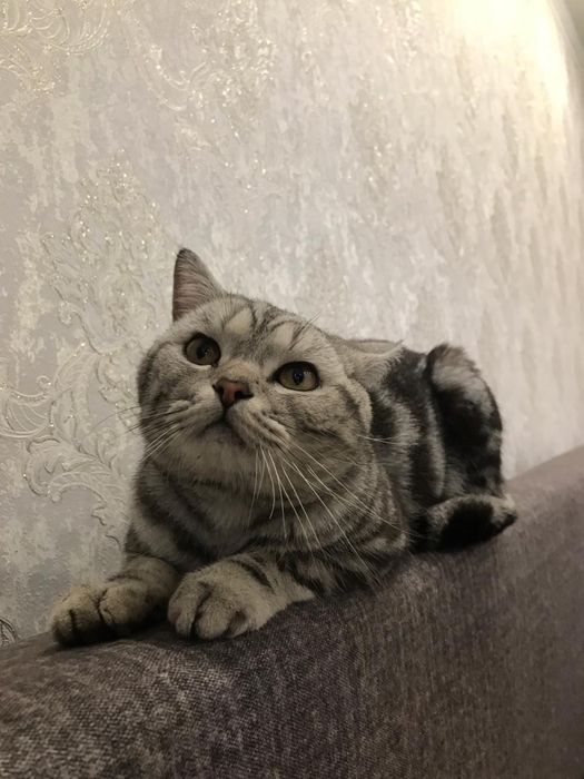 Продаю шотланскую кот