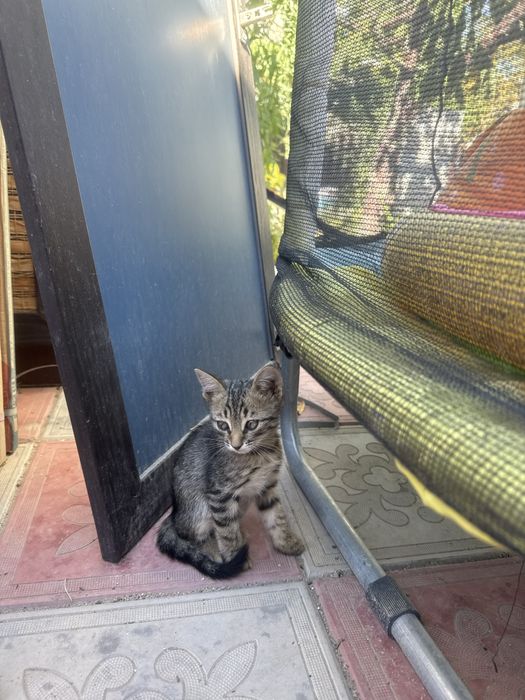 отдам котенок в добрые руки