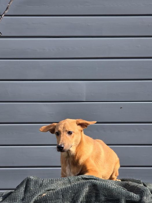 Щенок-девочка Нэна, 8 месяцев