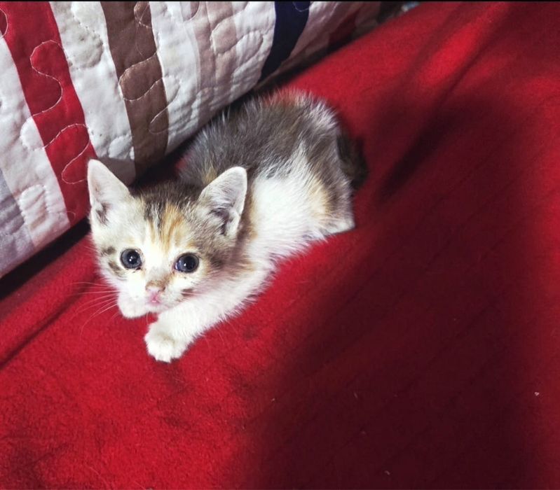 Отдаем котят в добрые руки
