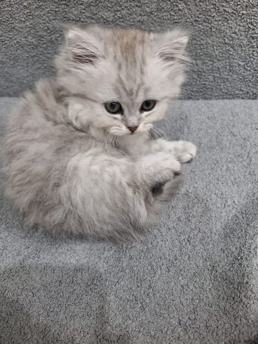 Продам котят британской шиншилы