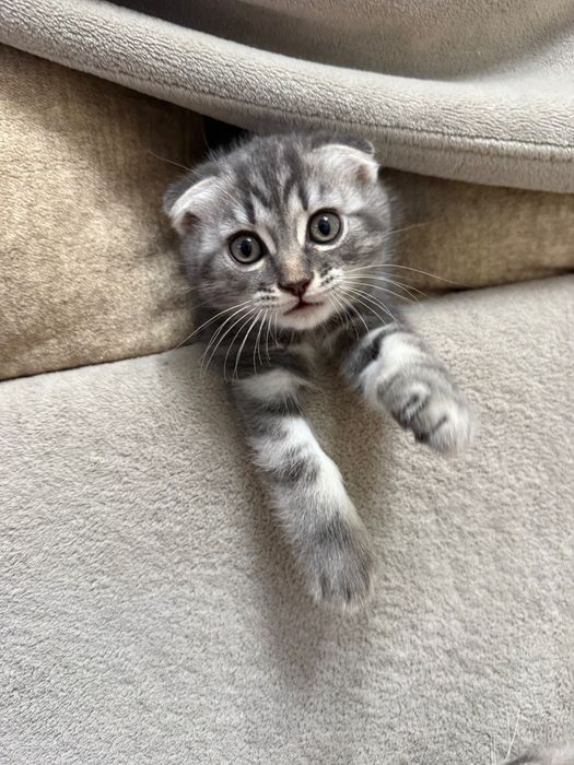 Шотландские вислоухие котята