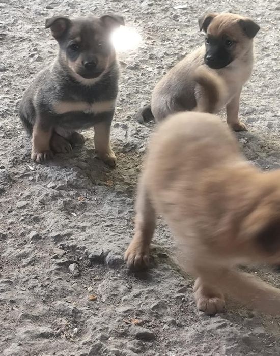 Щенки отдаю в хорошие руки