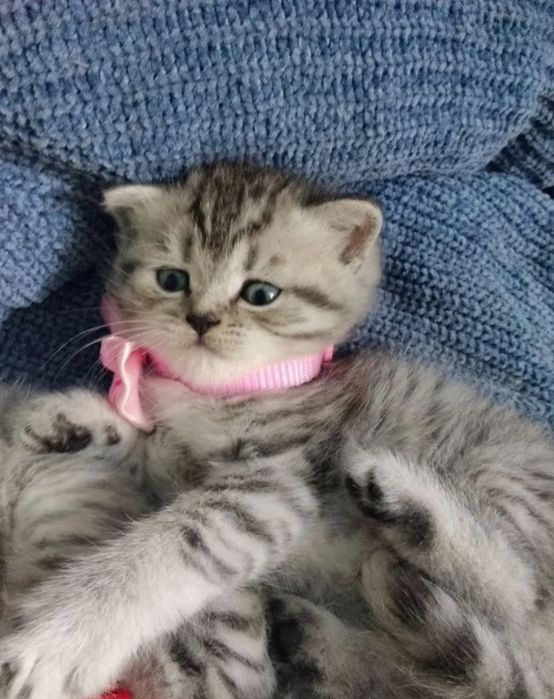 Британский короткошерстный котенок