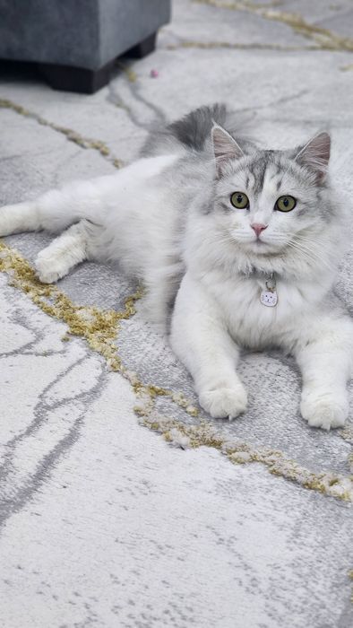 Scottish strayt heylund