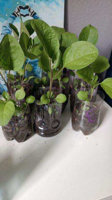 Продам рассаду300