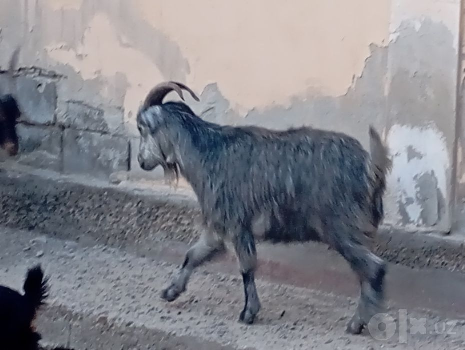Bo'g'oz echki sotiladi