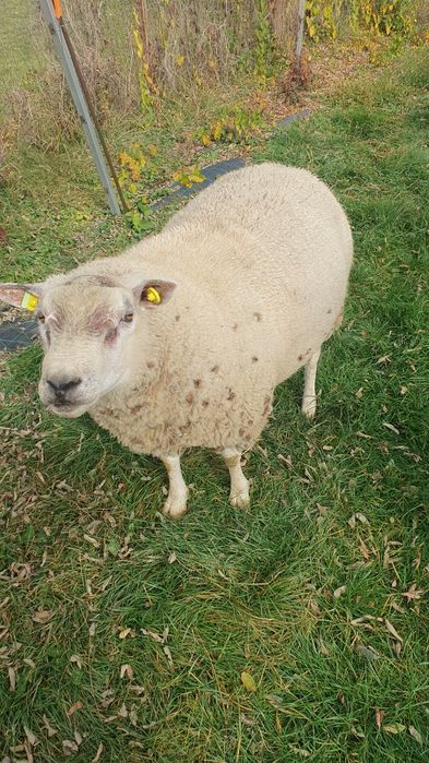 Berbec texel de origine