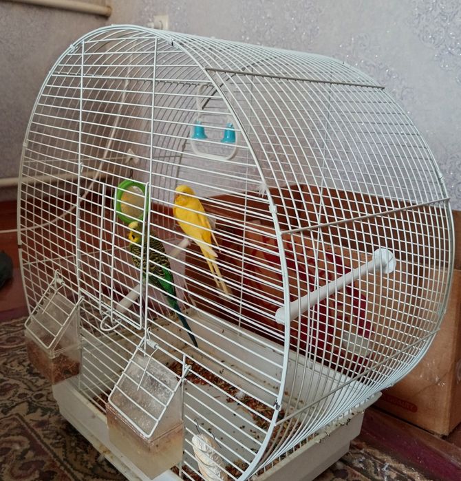 Австралийские волнистые попугайчики