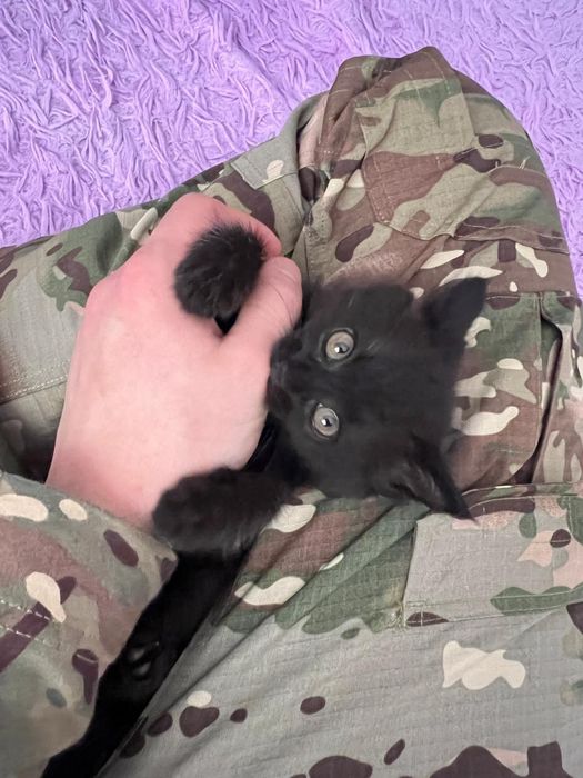 Отдам котёнка в добрые руки