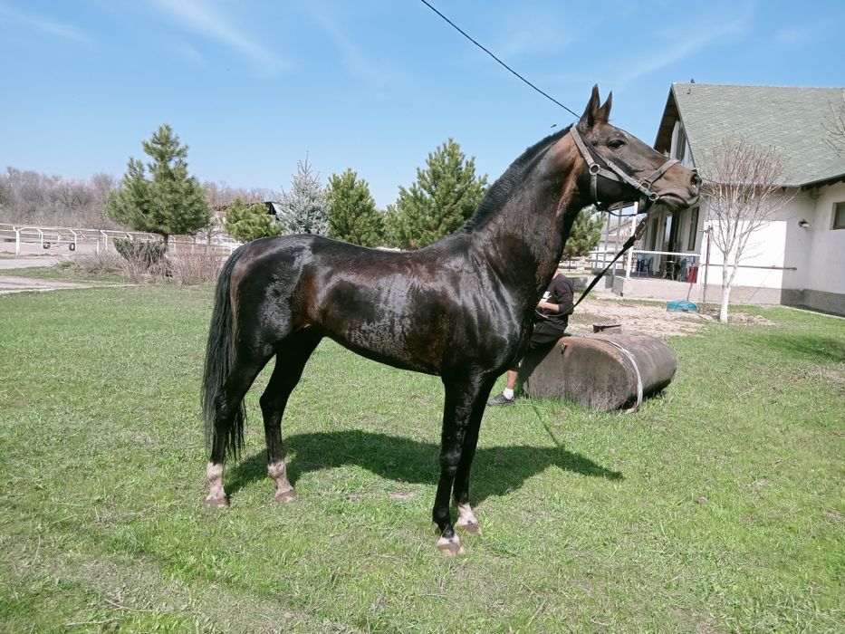 Жеребец Ахалтекинской породы