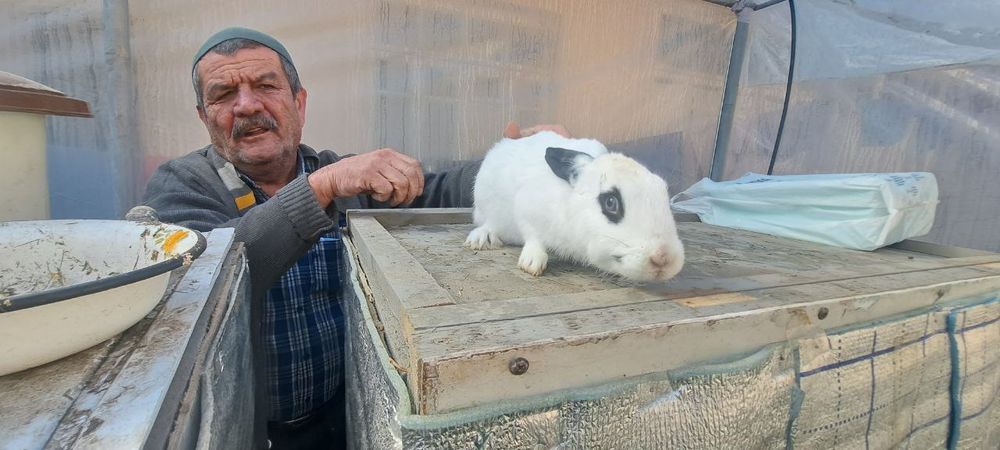 Куен болалари сотилади 30кун 35кун 42кун