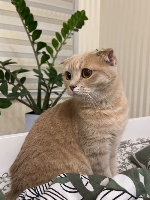 Отдам в добрые руки кошку