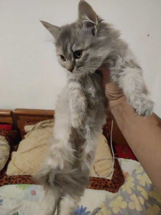 Продается красивую котёнока 3 месяца