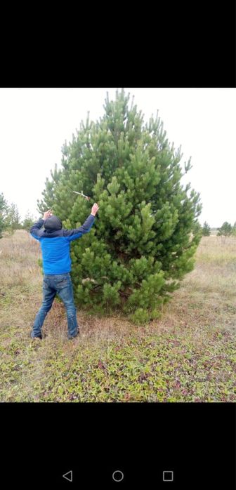 Ель сибирская, Березы