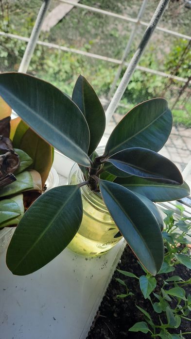 Комнатные растения, выращеные