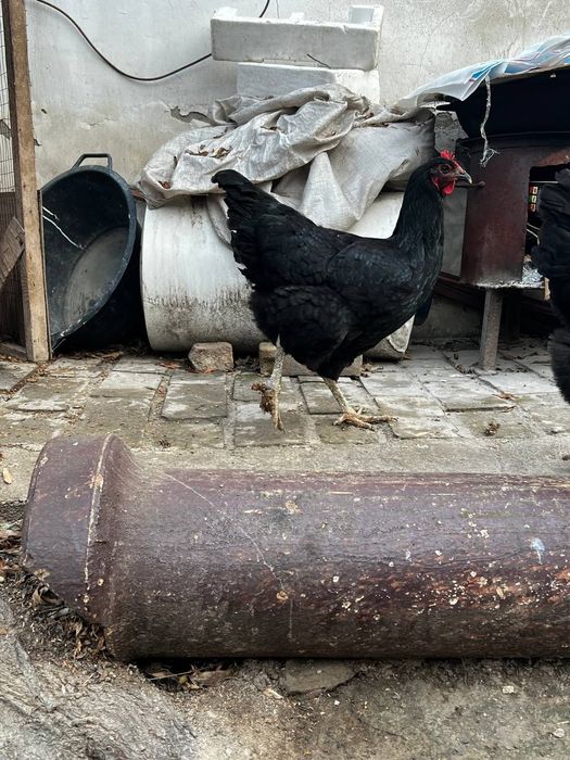 Гигант Кора Шахзода жужаларига заказ оламиз