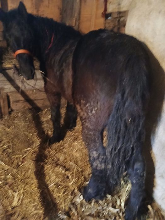 Vând mânz de 2 ani