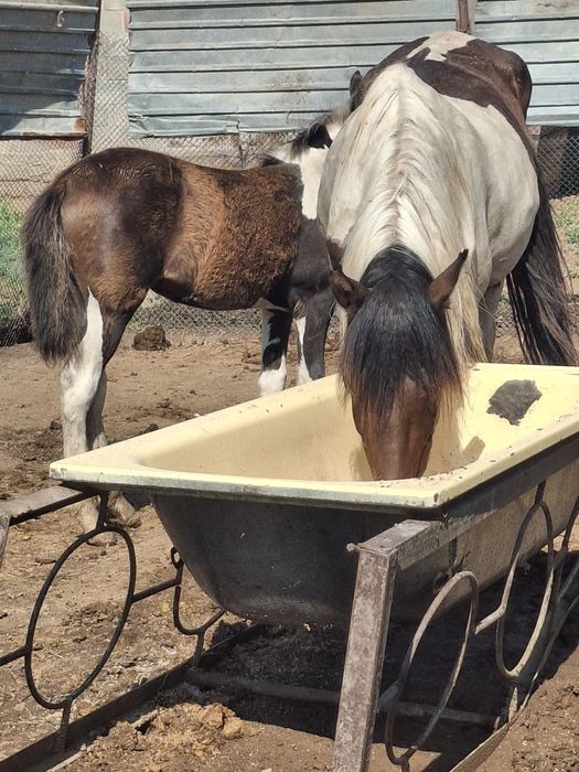 Продам бие с жеребёнком.