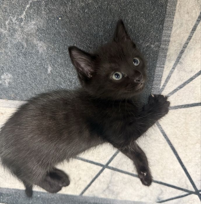 Отжам котенка в добрые руки