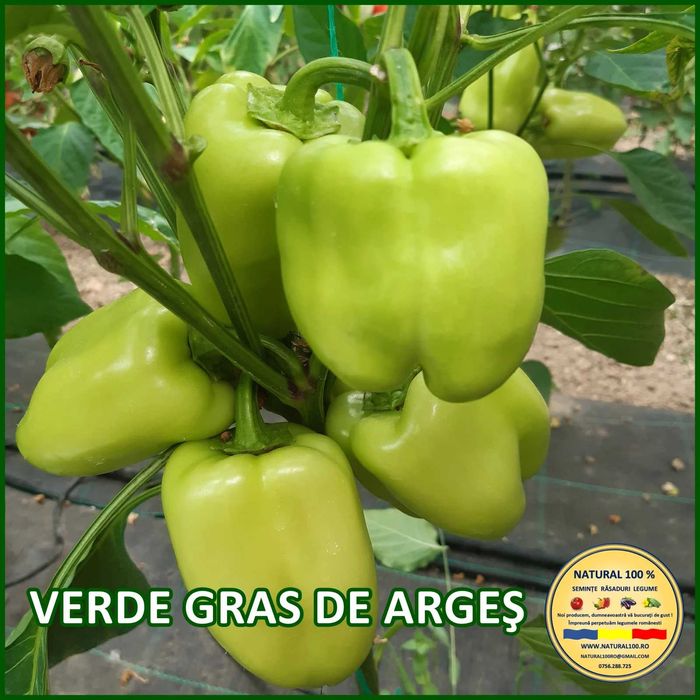 Rasaduri TRADITIONALE de legume