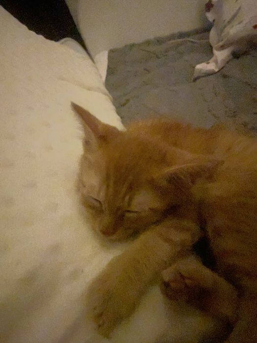 Котята, отдам в хорошие руки