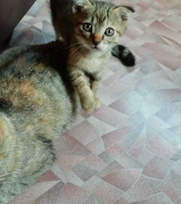 Котёнок в добрые руки
