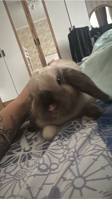 Отдаем кролика с клеткой