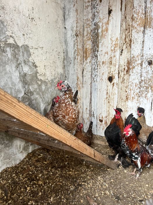 Петли Домашни на свободно гледане