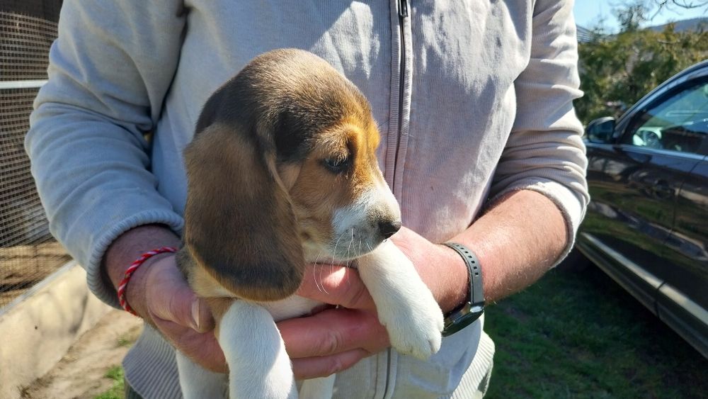 Бигъл Бигълчета Чистокръвни