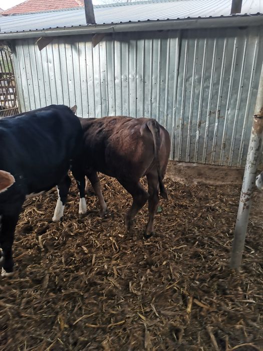 Vand 9 viței cu o medie de 290