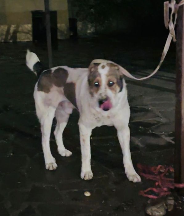 Сатылады ит до50 ойнап тұр сынбаған