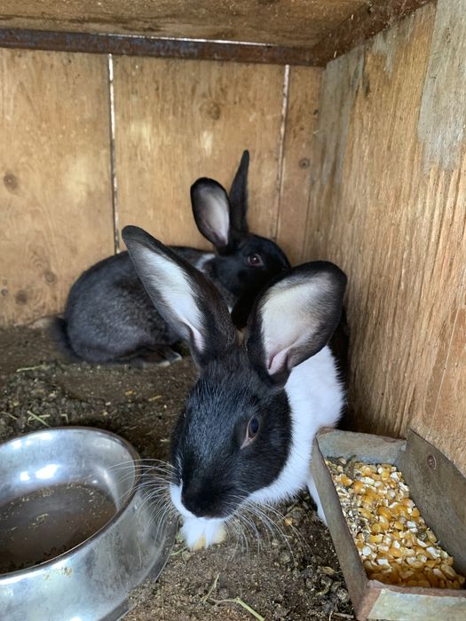 Iepuri  — 70 lei .