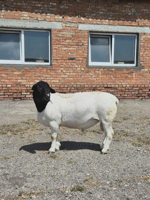 #Продажбанаакции #акционернодружество #създавамеферма #съкооператори