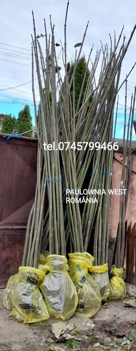 Trimitem în țara copăcei,butași Paulownia,creștere rapidă,3-5m an